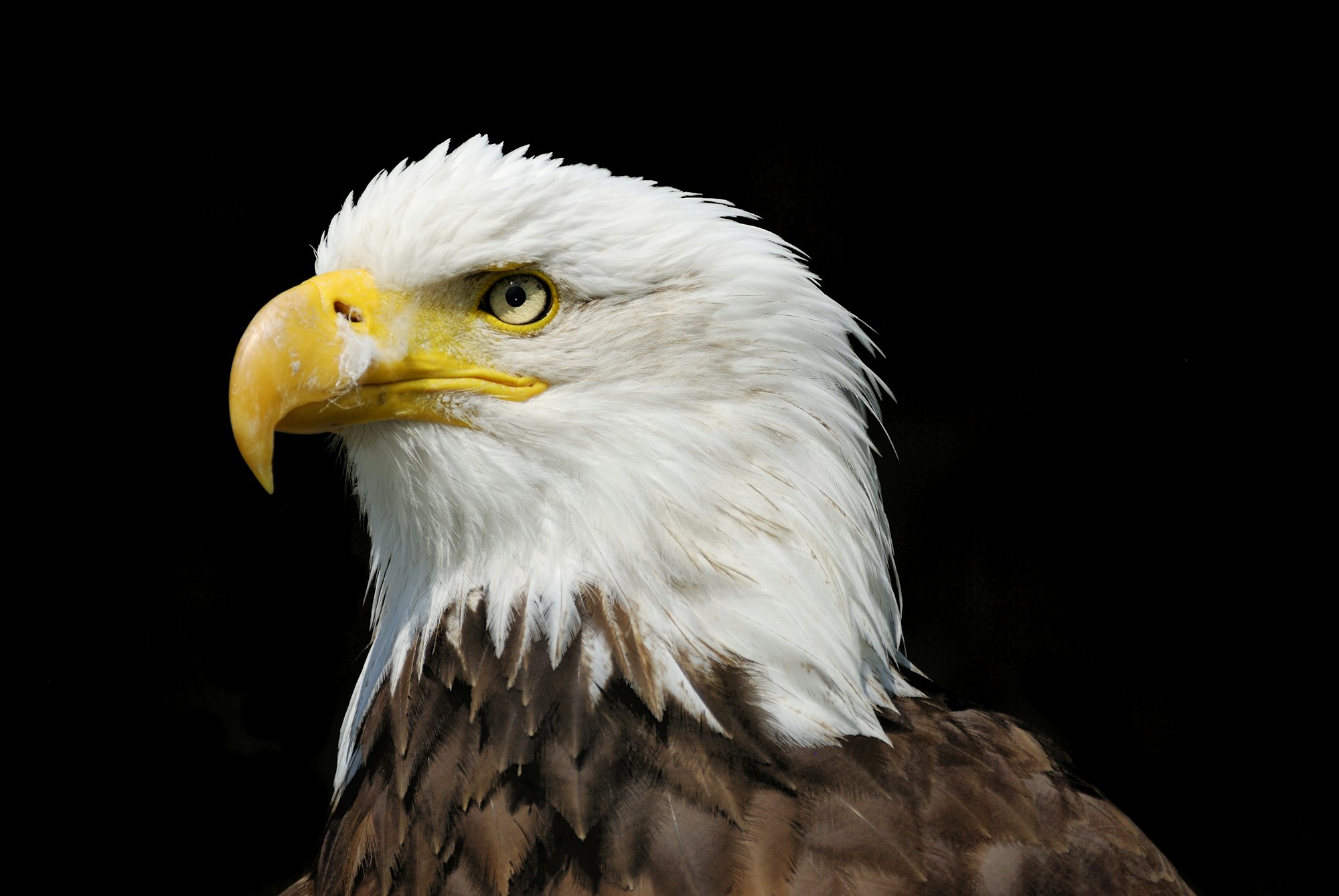 Eagle